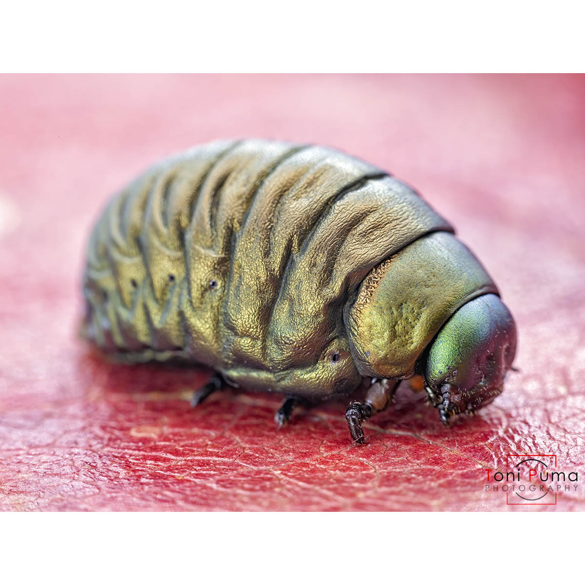 Probabile larva di Timarcha pimelioides